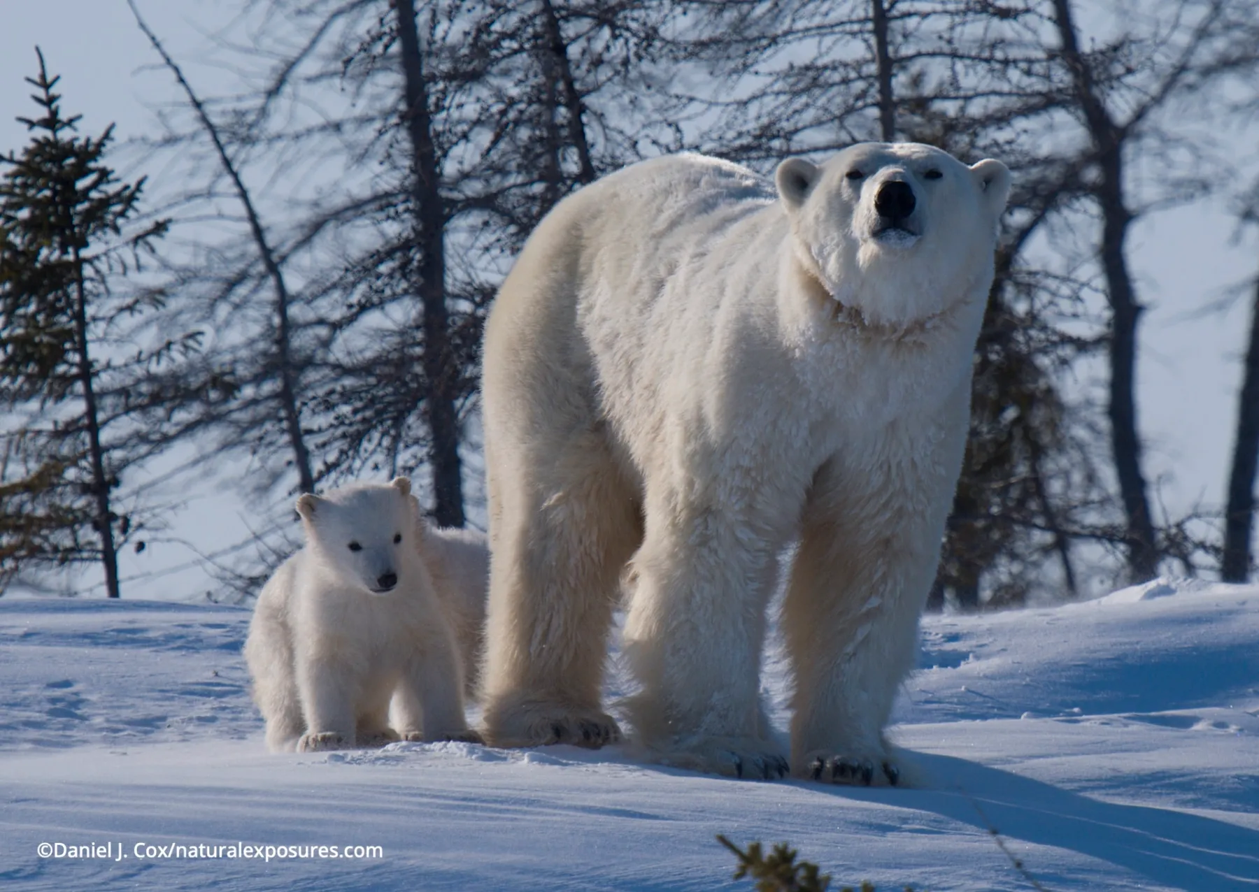 μια μητέρα πολική αρκούδα με τα μικρά της