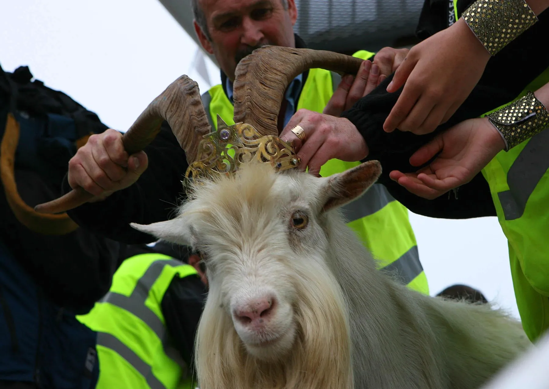 μια κατσίκα με μεγάλα κέρατα φορά ένα στέμμα