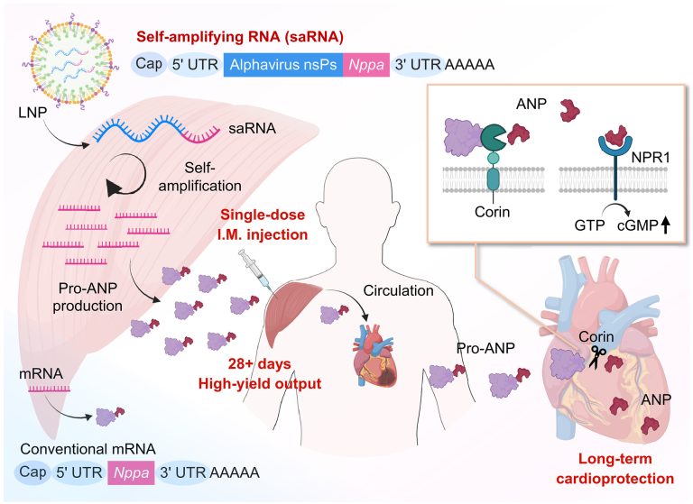 Θεραπεία RNA βοηθάει την καρδιά να επουλώνεται μετά από καρδιακή προσβολή