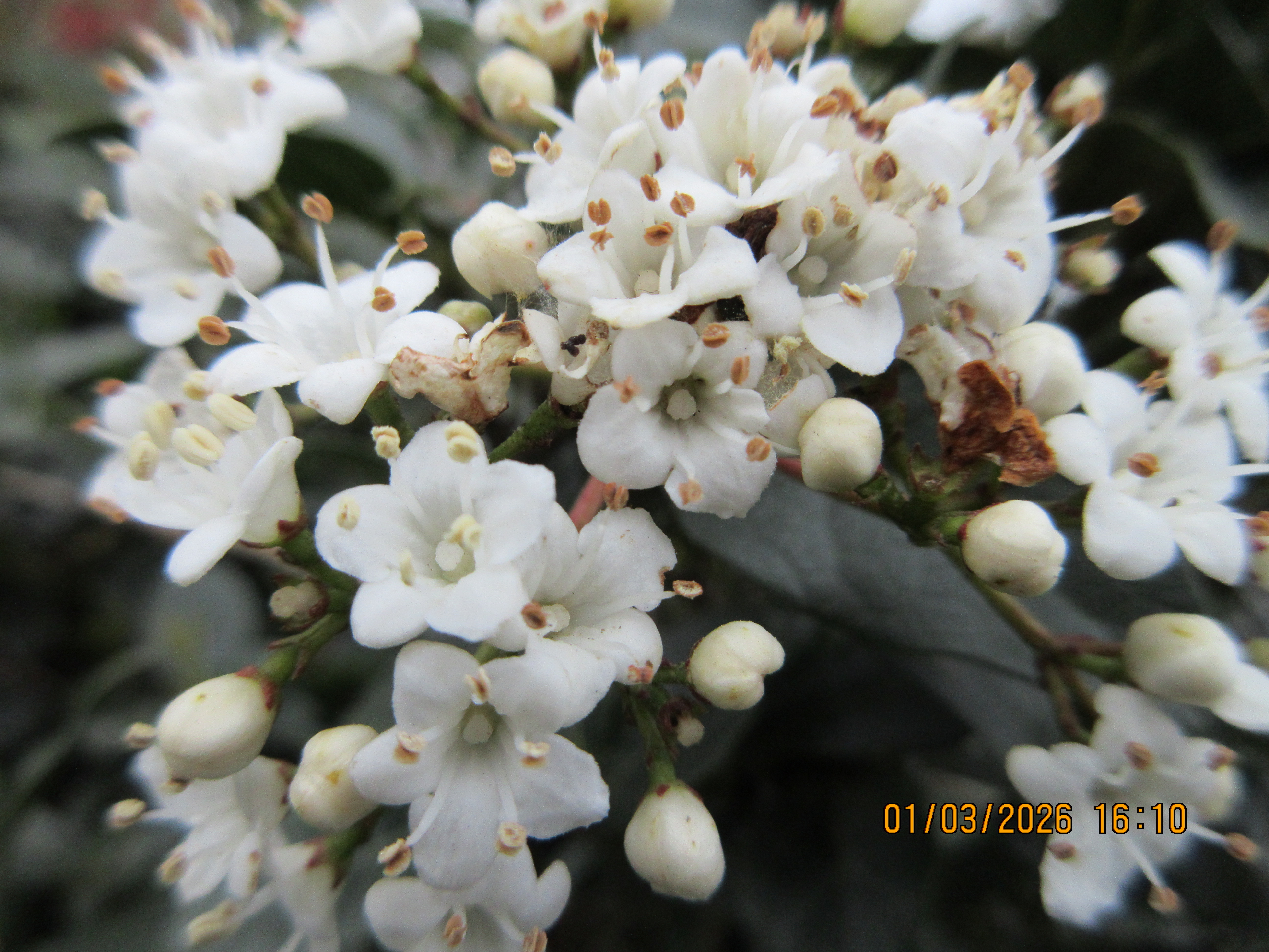 Μια φωτογραφία που τραβήχτηκε σε μια κάμερα Canon PowerShot Elph 360 HS A / IXUS 285 HS Μια συμπαγής κάμερα