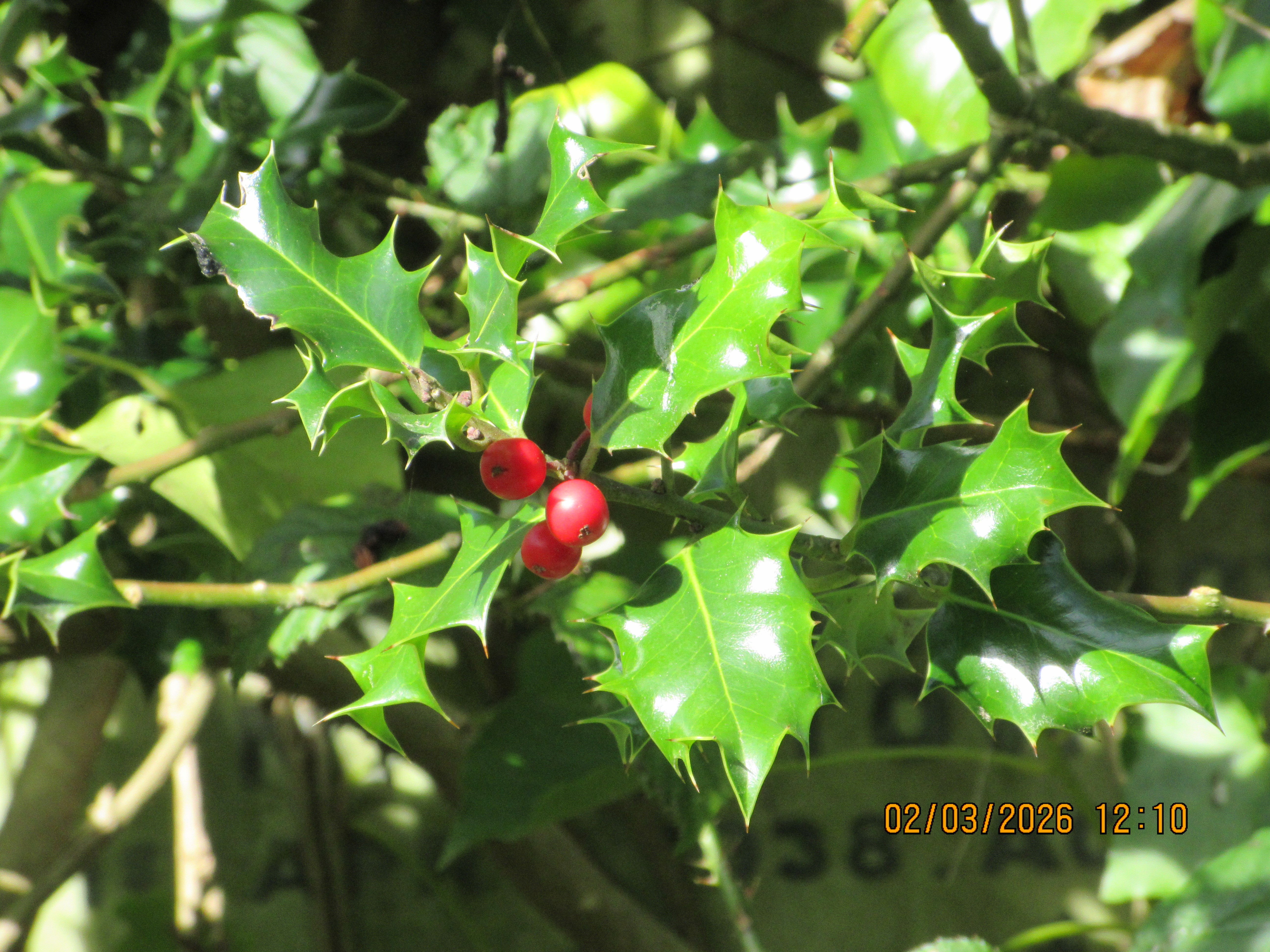Μια φωτογραφία που τραβήχτηκε σε μια κάμερα Canon PowerShot Elph 360 HS A / IXUS 285 HS Μια συμπαγής κάμερα