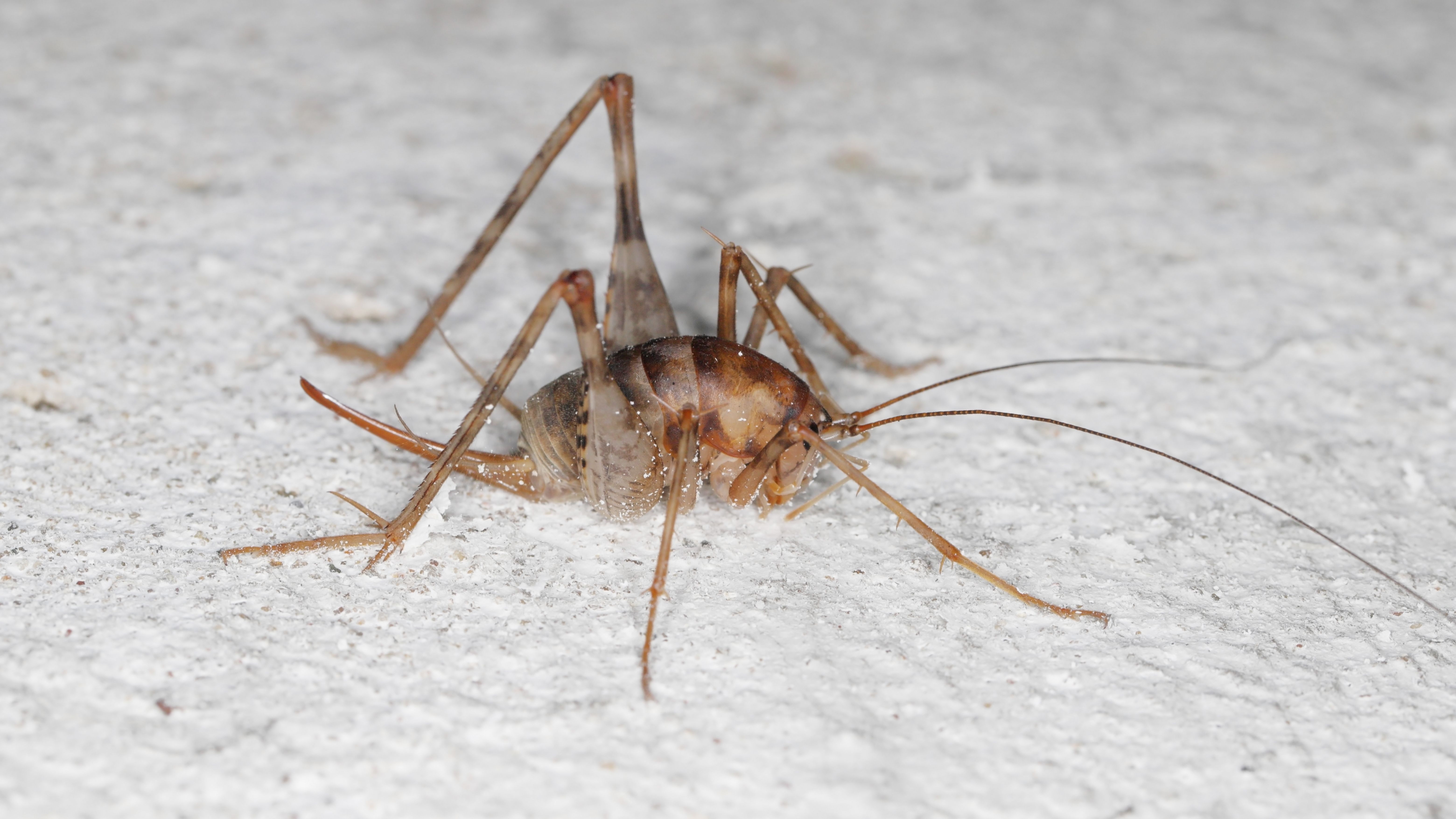 Γρύλος καμήλας