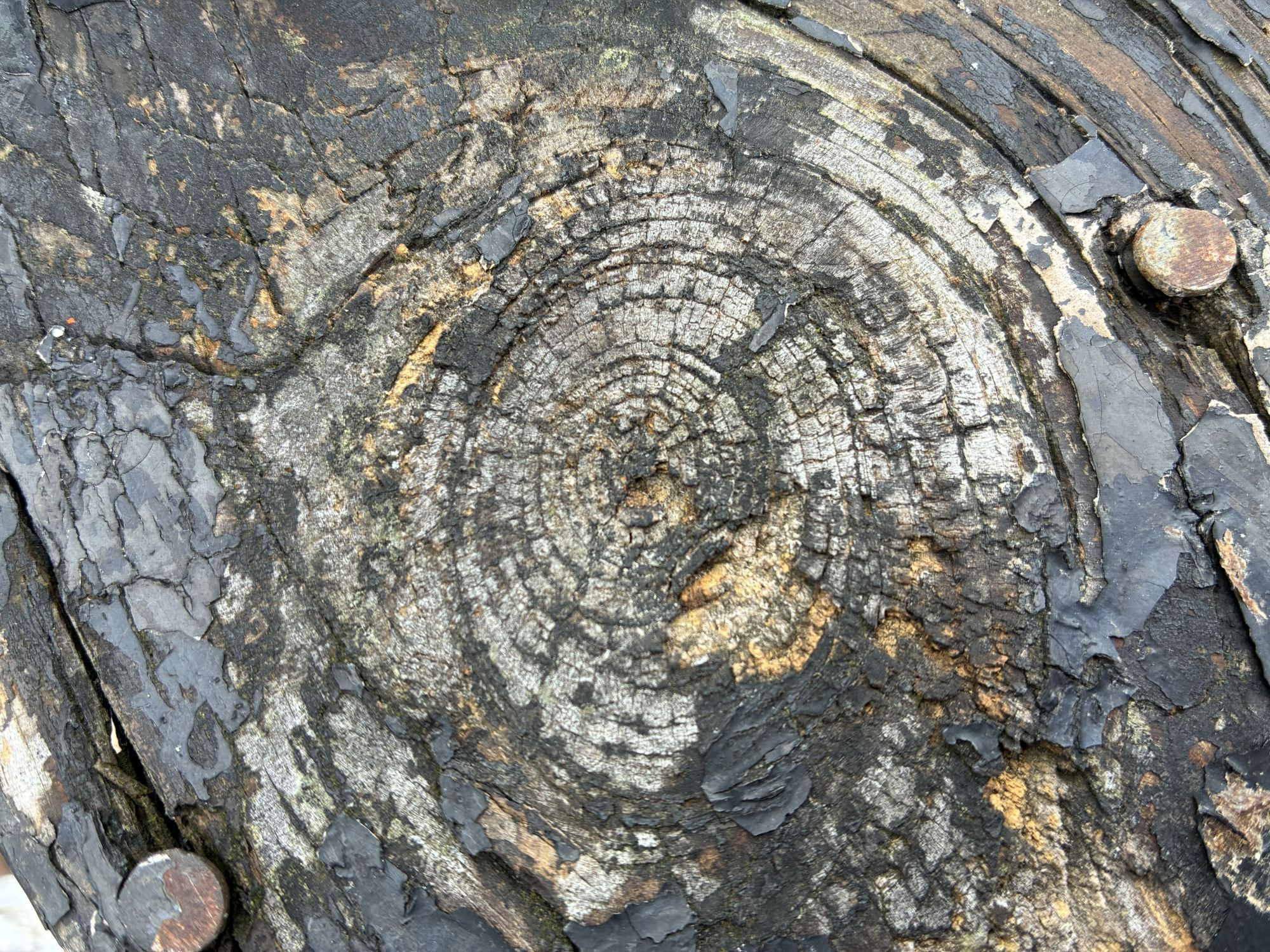 Apple iPhone 17e camera sample.