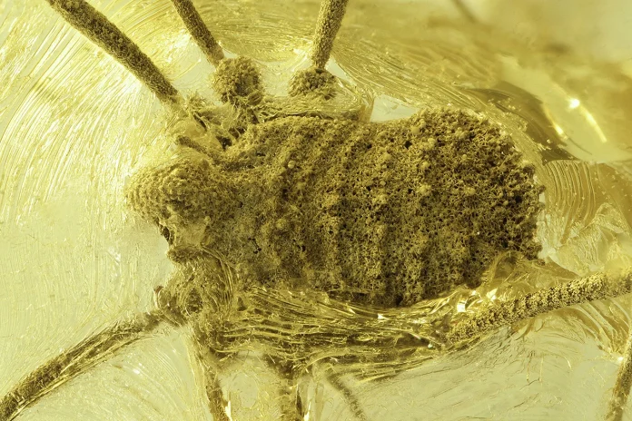 Ανακαλύφθηκε Σπάνιο Αραχνοειδές 35 Εκατομμυρίων Ετών στο Κεχριμπάρι! Ανακαλύφθηκε Σπάνιο Αραχνοειδές 35 Εκατομμυρίων Ετών στο Κεχριμπάρι!