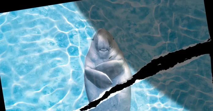 «Τα ζώα της θάλασσας στον Ορμούζ: Χωρίς ηρεμία και αναπάντητα ερωτήματα» «Τα ζώα της θάλασσας στον Ορμούζ: Χωρίς ηρεμία και αναπάντητα ερωτήματα»