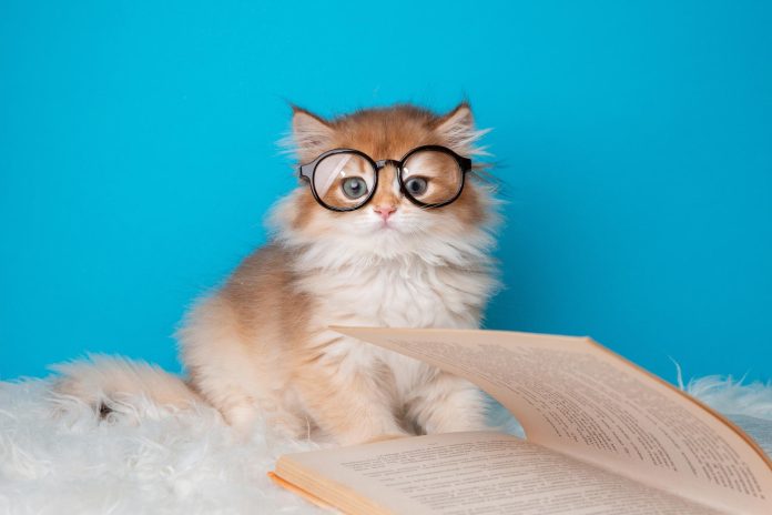 «Μυστικό από γάτες: Η λύση για τον καρκίνο του μαστού;» «Μυστικό από γάτες: Η λύση για τον καρκίνο του μαστού;»