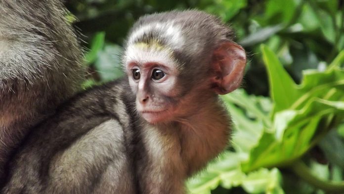 «Απάτες στο Facebook: Παράνομο εμπόριο άγριας ζωής αποκαλύπτεται!» «Απάτες στο Facebook: Παράνομο εμπόριο άγριας ζωής αποκαλύπτεται!»