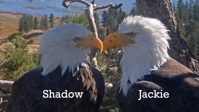 Πώς να αναγνωρίσετε τους γονείς του αετού, Τζάκι και Σκιά Πώς να αναγνωρίσετε τους γονείς του αετού, Τζάκι και Σκιά
