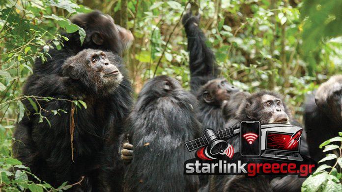 Χιμπατζήδες Ουγκάντας: Εμφύλιος πόλεμος στη φύση Χιμπατζήδες Ουγκάντας: Εμφύλιος πόλεμος στη φύση