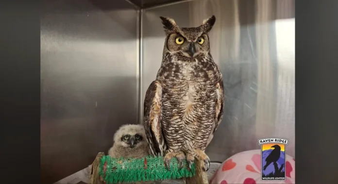 «Κουκουβάγια σώζεται από φράκτη και υιοθετεί άλλη» «Κουκουβάγια σώζεται από φράκτη και υιοθετεί άλλη»