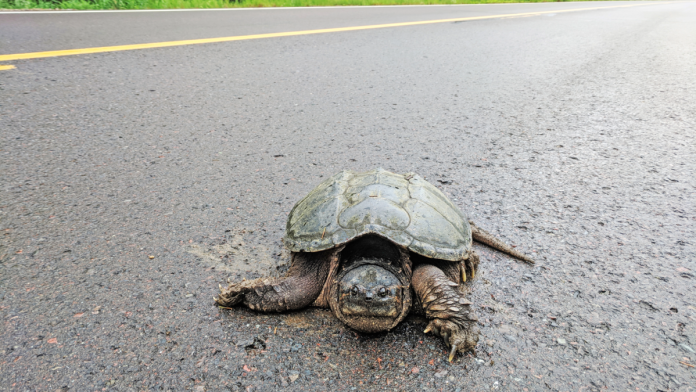 Βοηθώντας μια χελώνα να περάσει με ασφάλεια τον δρόμο Βοηθώντας μια χελώνα να περάσει με ασφάλεια τον δρόμο