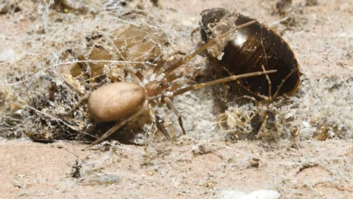 Η αράχνη Pink Floyd: Τρώει σφάλματα 6 φορές πιο μεγάλα Η αράχνη Pink Floyd: Τρώει σφάλματα 6 φορές πιο μεγάλα