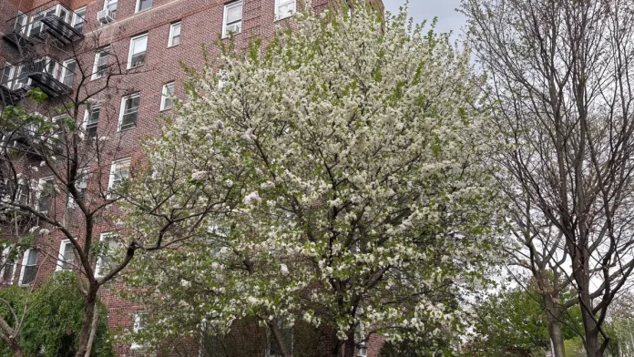 «Γιατί η άνοιξη έχει άρωμα σπέρματος και σάπιου ψαριού» «Γιατί η άνοιξη έχει άρωμα σπέρματος και σάπιου ψαριού»