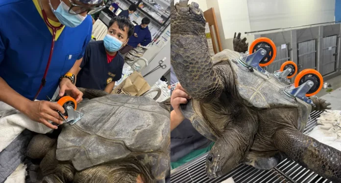 Τραυματισμένη χελώνα: Μια νέα ζωή με τέσσερις τροχούς Τραυματισμένη χελώνα: Μια νέα ζωή με τέσσερις τροχούς