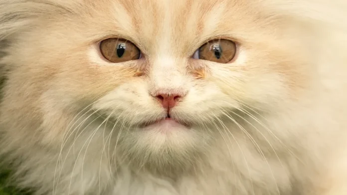 Δημοφιλή κανάλια YouTube που αρέσουν στις γάτες σας Δημοφιλή κανάλια YouTube που αρέσουν στις γάτες σας