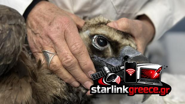 «Επιστροφή της Ιωάννας: Ελπίδες για τον μαυρόγυπα στη Δαδιά» «Επιστροφή της Ιωάννας: Ελπίδες για τον μαυρόγυπα στη Δαδιά»