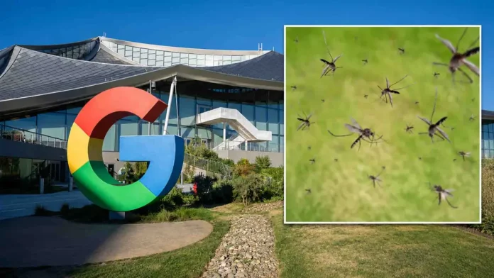 Η Google θα απελευθερώσει εκατομμύρια κουνούπια στη φύση Η Google θα απελευθερώσει εκατομμύρια κουνούπια στη φύση