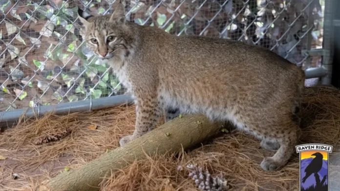 Bobcat Σώθηκε από Αυτοκίνητο και Αποκτά Ρείθρο Bobcat Σώθηκε από Αυτοκίνητο και Αποκτά Ρείθρο