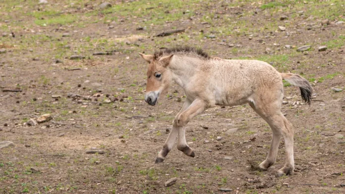 Σπάνιο άλογο Przewalski ήρθε στον κόσμο στη Νέα Υόρκη Σπάνιο άλογο Przewalski ήρθε στον κόσμο στη Νέα Υόρκη